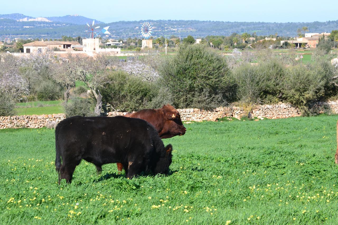 Agroturismo Es Gallicant Campos  Buitenkant foto