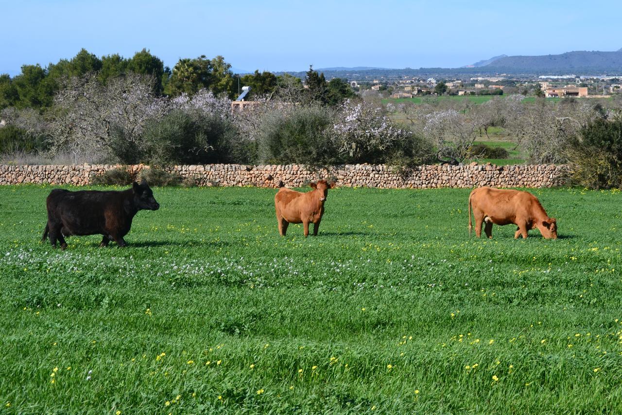 Agroturismo Es Gallicant Campos  Buitenkant foto