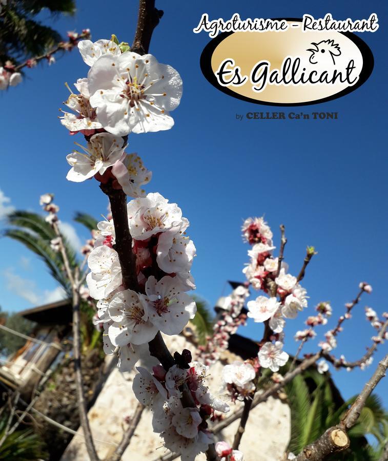 Agroturismo Es Gallicant Campos  Buitenkant foto